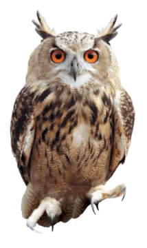 an owl sitting on top of a white surface