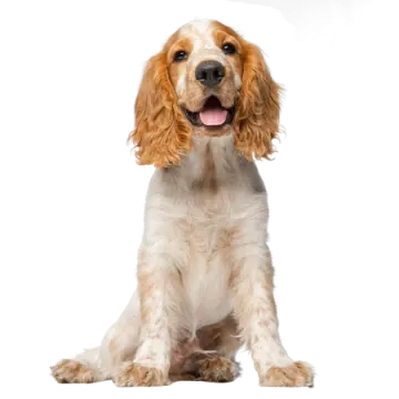 a brown and white dog sitting on the ground