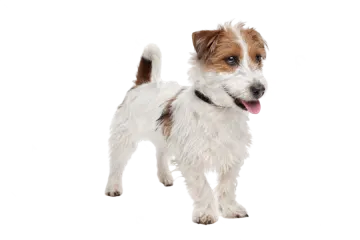 a small white and brown dog on a white background