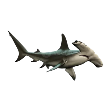 an image of a great white shark