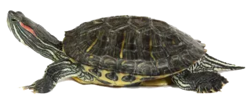 a small turtle on a white background