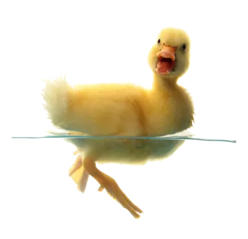 a yellow duck floating in the water