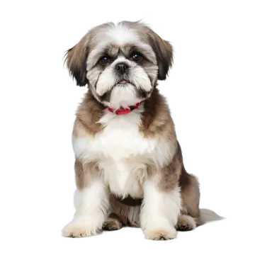 a small brown and white dog with a red collar