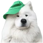 a white dog wearing a green hat