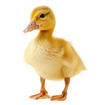 a small yellow duck standing up against a white background