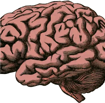 a drawing of a brain