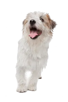 a small white and brown dog with its tongue out