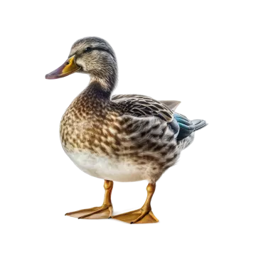 a close up of a duck on a white background
