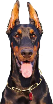a black and brown dog with its tongue out