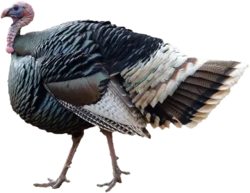 a turkey walking on a white background