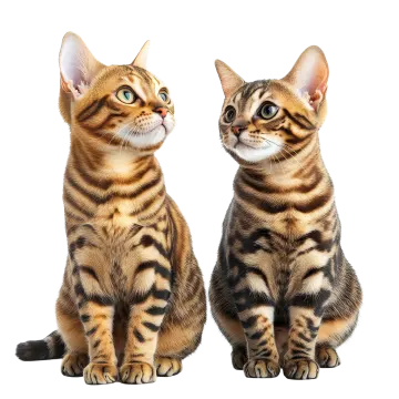 two cats sitting next to each other cats