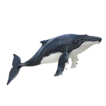 a black and white whale swimming in the ocean