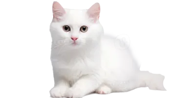 a white cat with green eyes laying down
