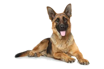 a german shepherd dog laying down with its tongue out
