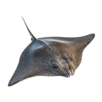 a close up view of a manta