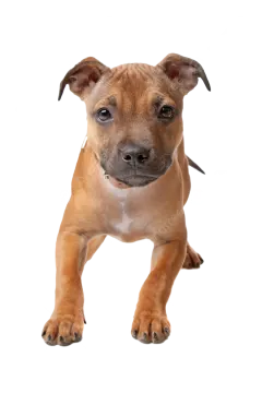 a small brown dog standing on its hinds