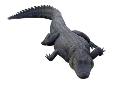 a large alligator laying down on the ground