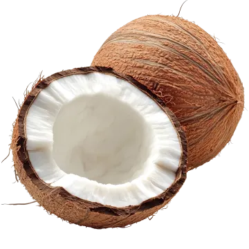 two halves of coconuts on a white background