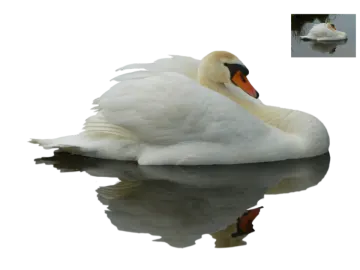 a white swan with its reflection in the water