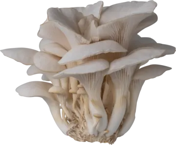 a bunch of mushrooms on a white background