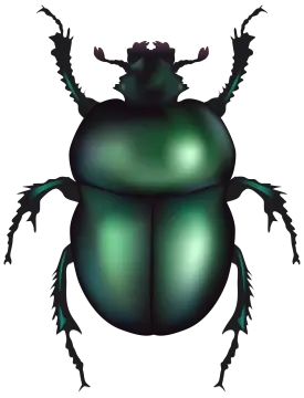 a green beetle on a white background