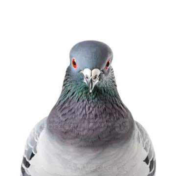a pigeon on a white background