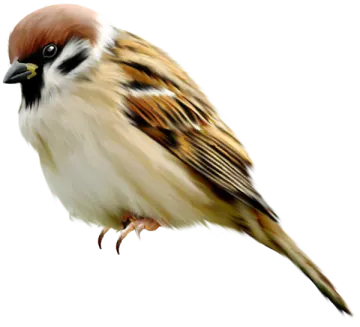 a bird sitting on top of a white surface