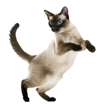 a siam cat jumping in the air
