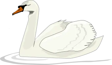 a white swan swimming in the water