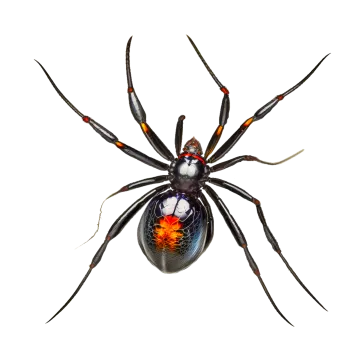 a black widow spider on a white background