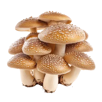 a pile of mushrooms on a white background