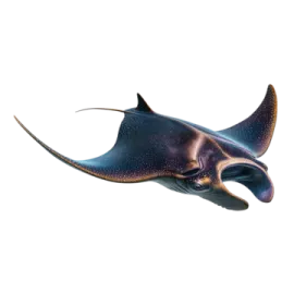 an image of a manta fish