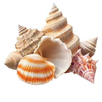 shells on a white background