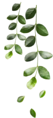 green leaves on a white background