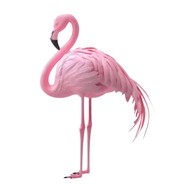 a pink flaming on a white background