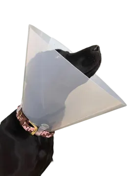 a dog with a cone on its head