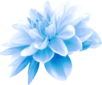 a blue flower on a white background