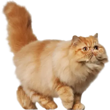 a fluffy cat standing on its hinds