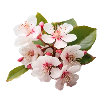 a bunch of white and pink flowers with green leaves