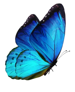 a blue butterfly on a white background