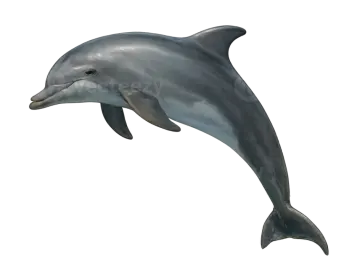 a dolphin jumping in the air on a white background