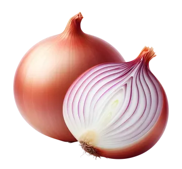 two onions on a white background
