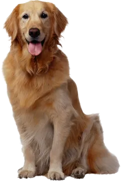 a golden retrieve dog sitting and panting