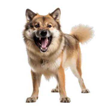 a brown and white dog with its mouth open
