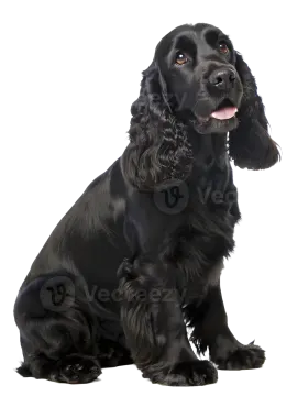 a black cock sitting in front of white background