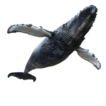 a whale jumping in the air on a white background