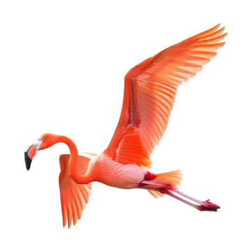 a pink flaming flying in the air