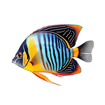 a colorful fish on a white background