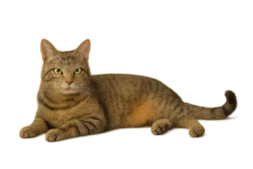 a cat laying on the ground