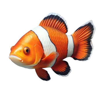 an orange and white fish on a white background